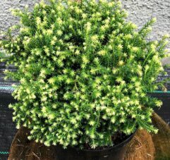 Zirņu paciprese 'Spaans Cannonball'